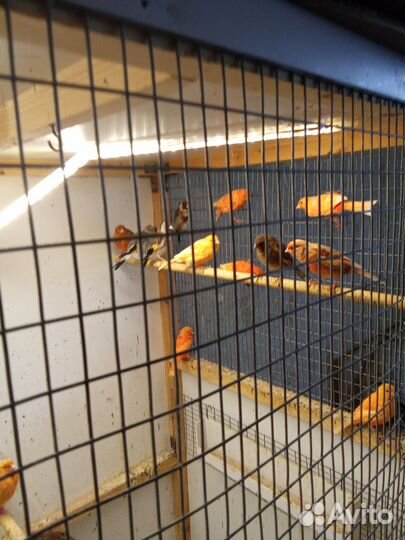 Кенара и канарейки