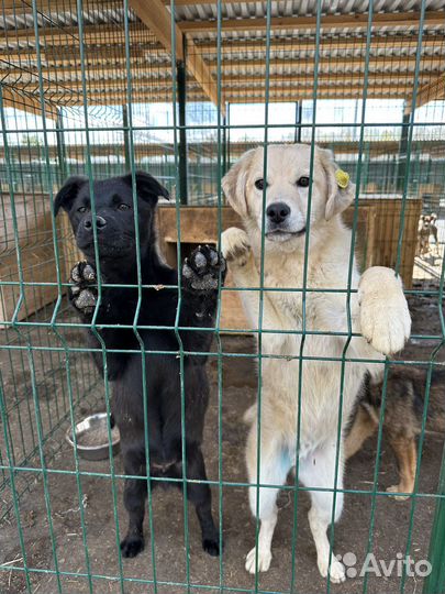 Метисы лабрадора могут оказаться на улице