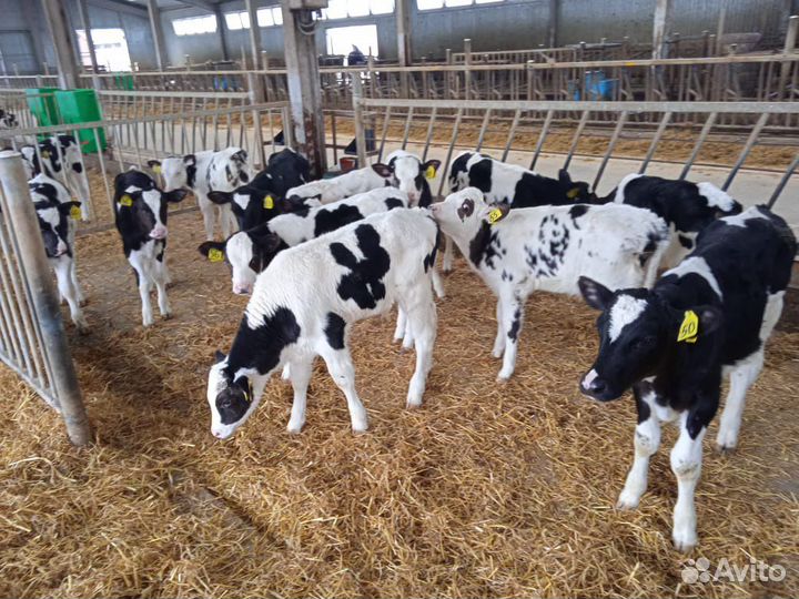 Телята бычки