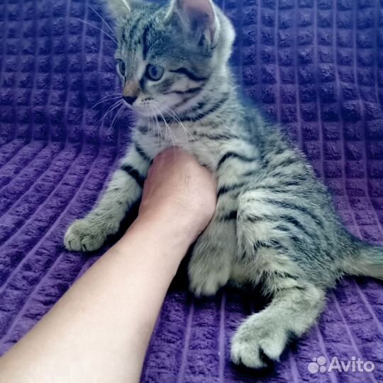 Котята 2 месяца