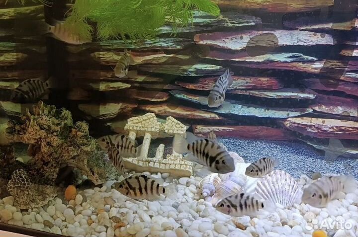 Рыбы цихлиды