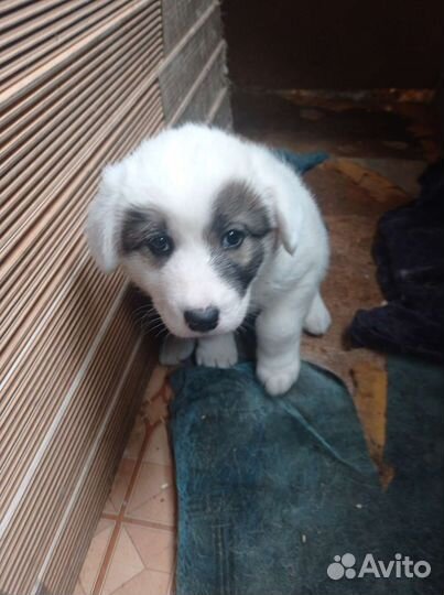 Митис хаски