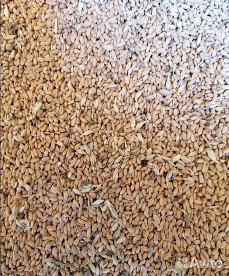 Фуражный овёс, Ячмень озимый корма