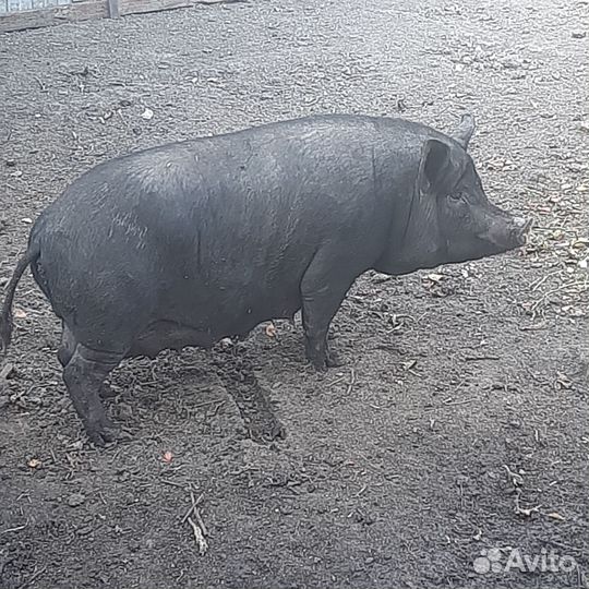 Ветнамские поросята