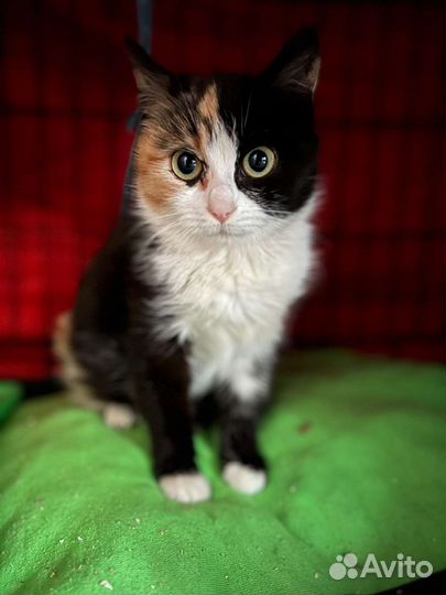 Отдам в добрые руки