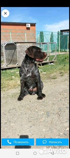 Дратхаар вязка