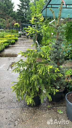 Ель сербская Ауреа (Picea omorika Aurea)