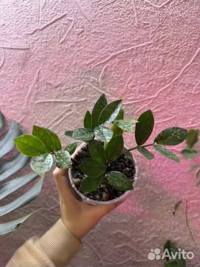 Замиокулькас