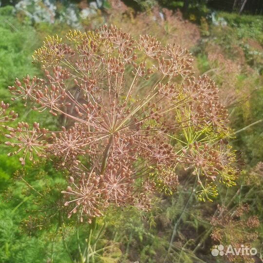 Семена укропа
