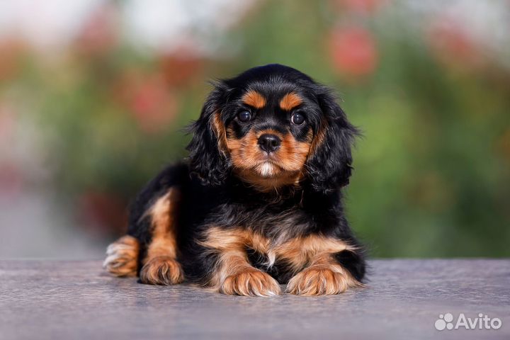 Щенки Кавалер кинг чарльз спаниель