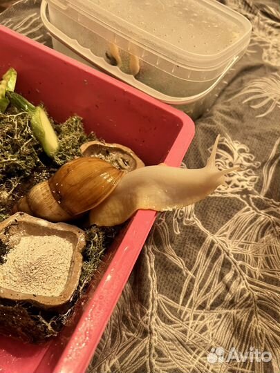 Улитки ахатины