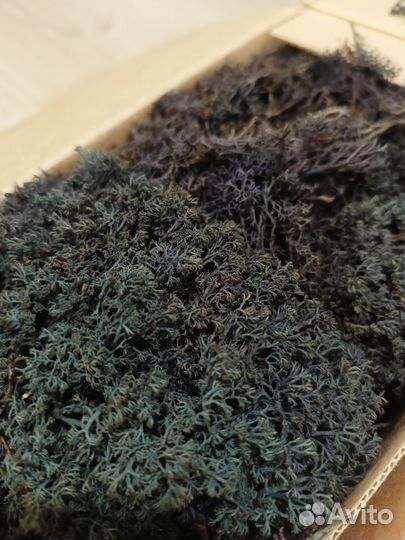 Стабилизированный мох ягель