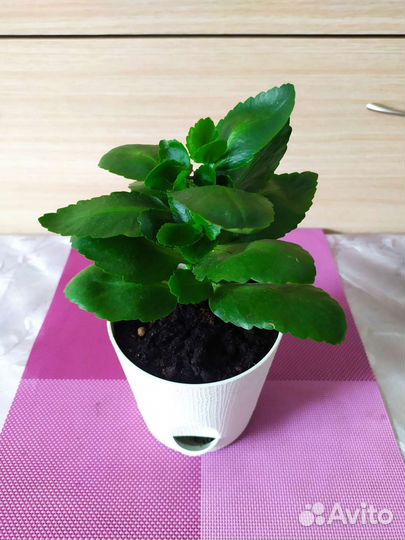 Каланхоэ, герань, фикус, денежное дерево