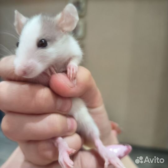 Декоративная крыса дамбо