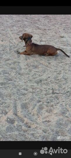 Собаки бесплатно маленькие