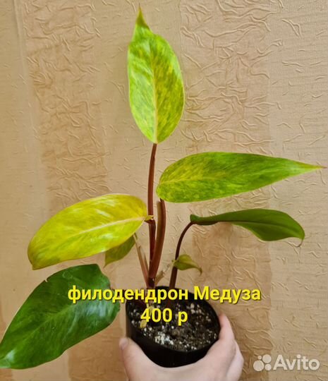 Филодендрон Медуза