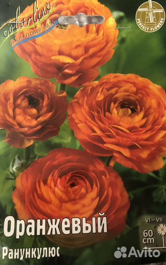 Ранункулюс луковица