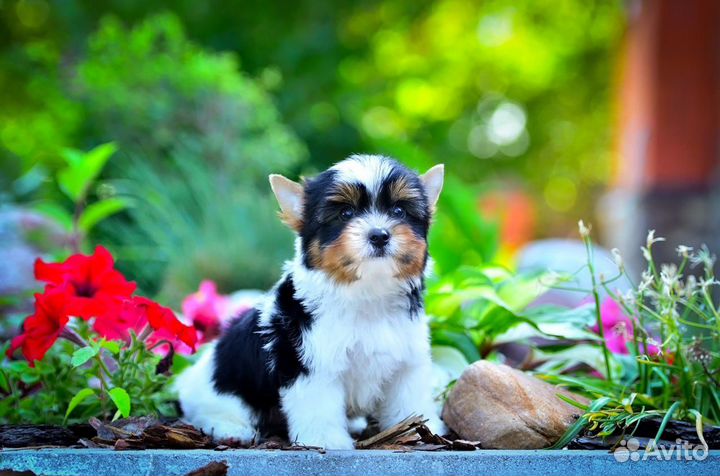 Бивер мальчик