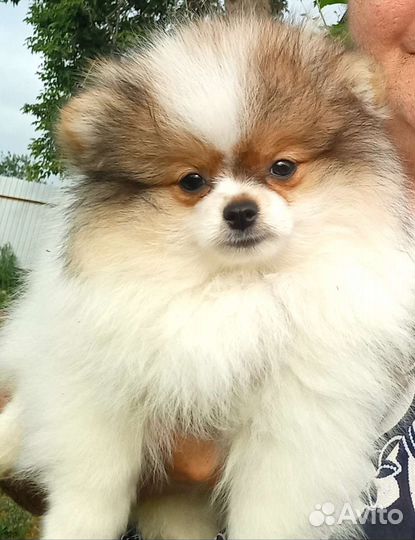 Шпиц девочки