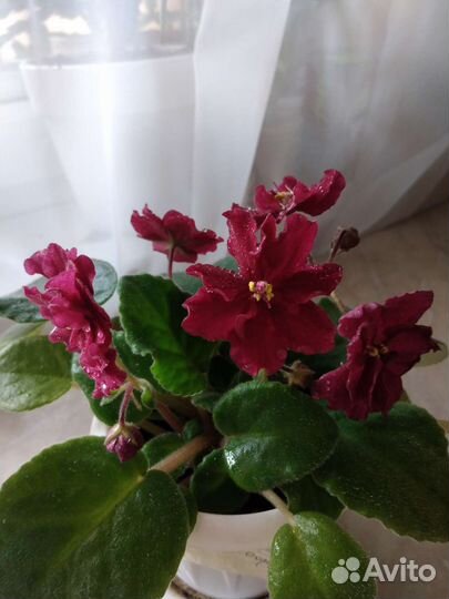 Сортовые фиалки