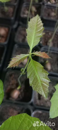 Красный дуб саженец зкс