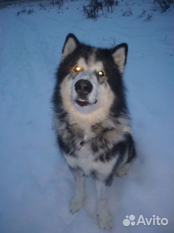 Собака Аляскинский Маламут объявление продам