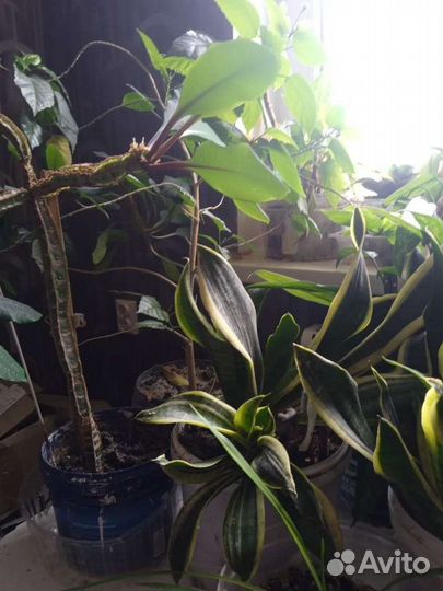 Комнатные цветы