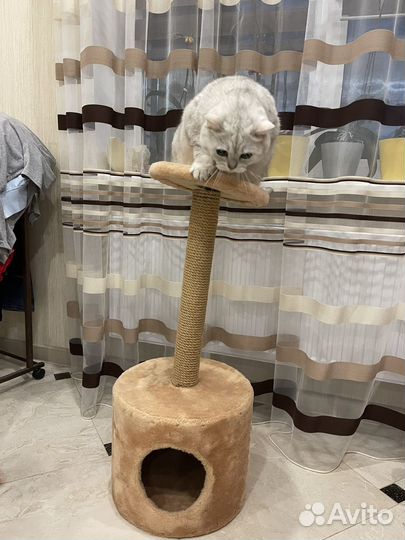 Когтеточка и домик для кота