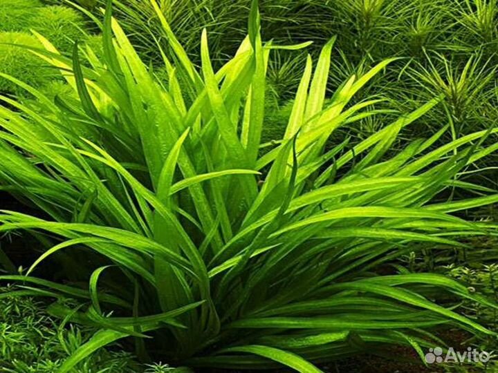 Растение для аквариума и рыбки