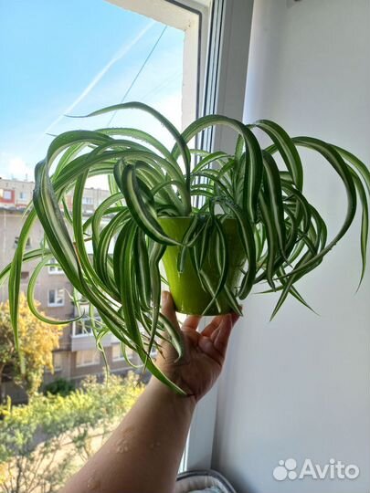 Хлорофитум кудрявый