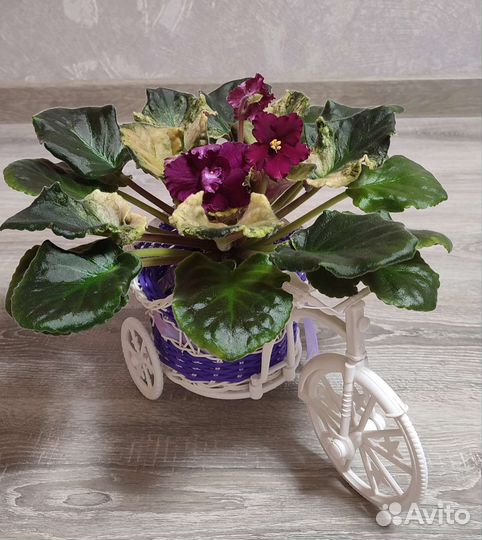 Фиалки-листики (свежий срез)