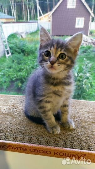 Котенок серый, дымчатый. Девочка, в добрые руки