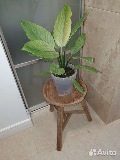 Спатифиллум гофра