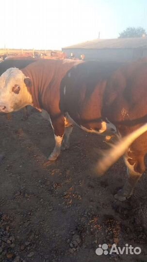 Продам быка