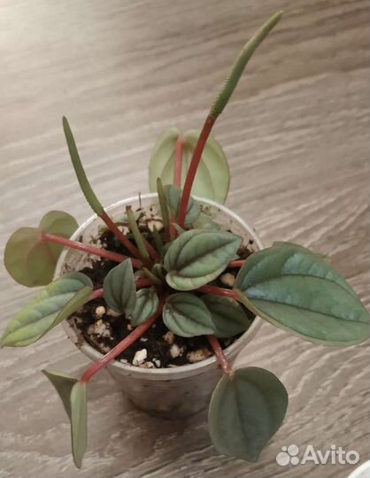 Пеперомия бамбино