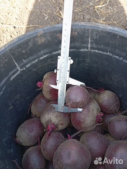 Свекла столовая