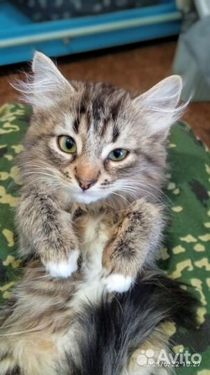 Котята девочки. Спасены с улицы