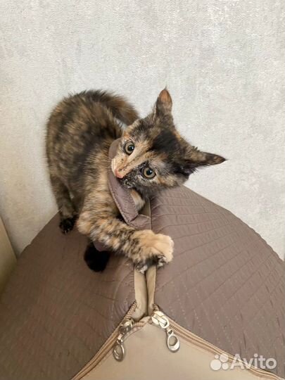 Котенок-девочка в добрые руки