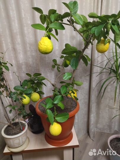 Продам лимон