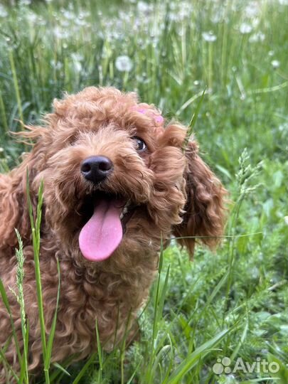 Мальтипу вязка