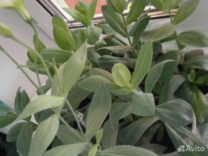 Рассада Эустома