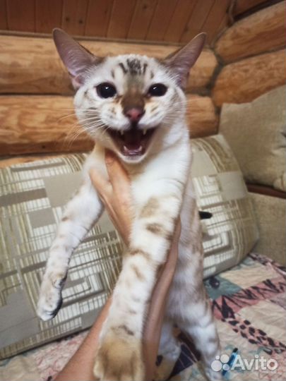 Бенгальский котик