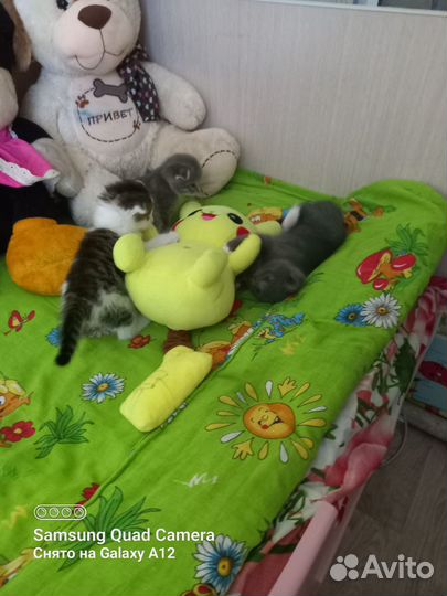 Котятки в добрые ручки,отдам