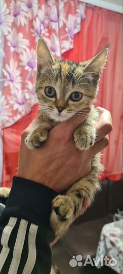 Кошка в дар бесплатно