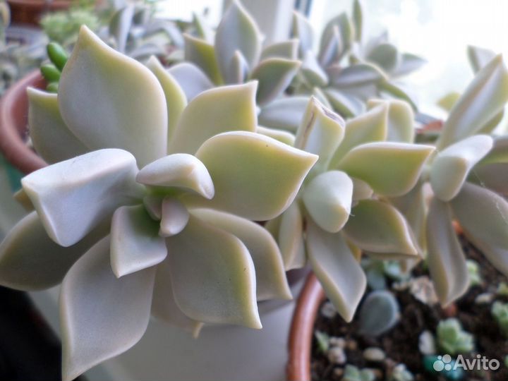 Суккуленты