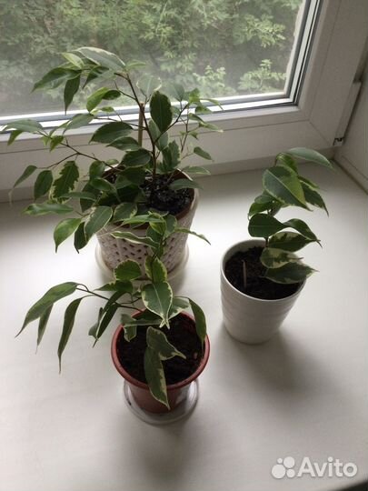 Алоэ, толстянка, фикус Бенджамина