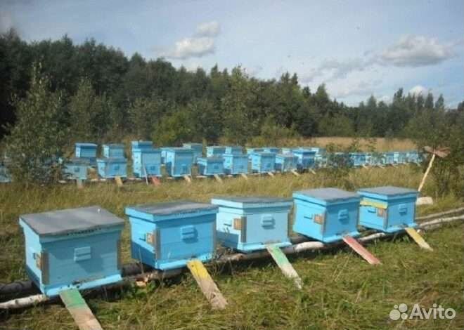 Улей с пчелами