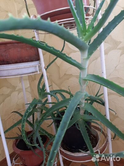 Алоэ лечебный