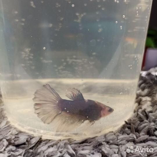 Аквариумные рыбки петушок