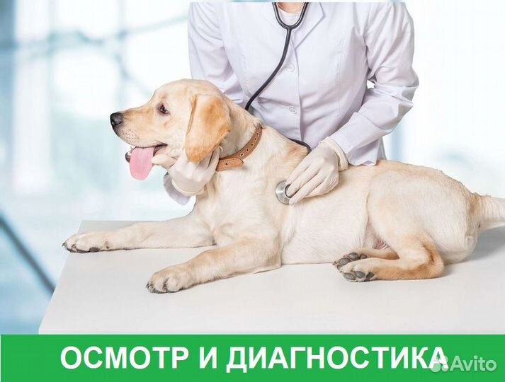 Ветеринарный врач с выездом на дом. Круглосуточно